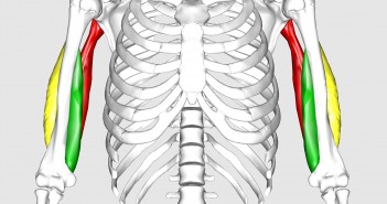 The Role of the Triceps in the Golf Swing - Golf Anatomy and Kinesiology